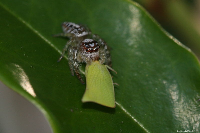 Skákající pavouci – péče v zajetí, nové druhy a překvapení (sledují videa!)