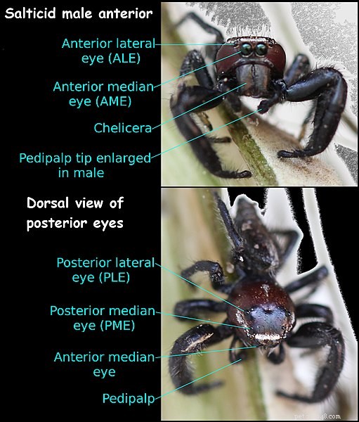 Hoppande spindlar – fångvård, nya arter och en överraskning (de tittar på videor!)