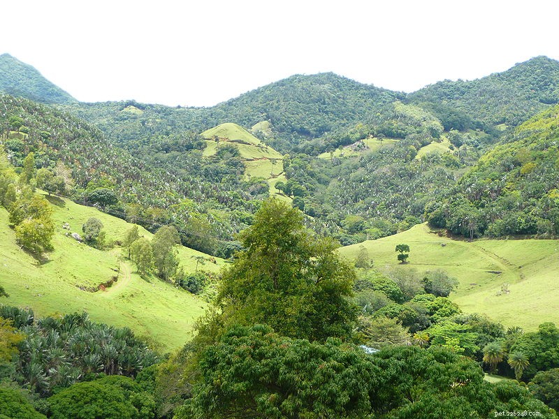 Réintroduction du boa de l île ronde – De retour dans la nature après 150 ans d absence