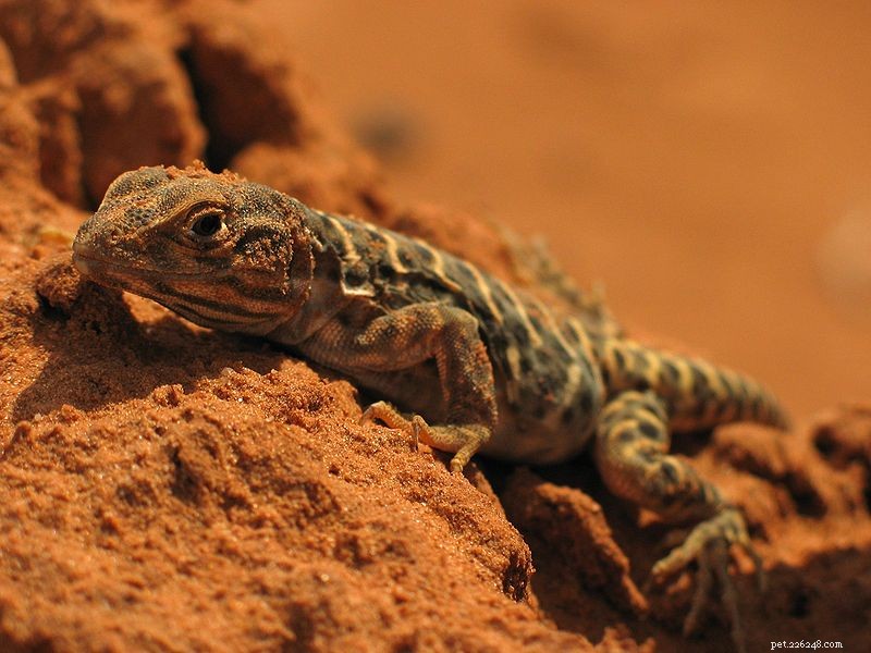 Cuidados em cativeiro e história natural do lagarto de coleira