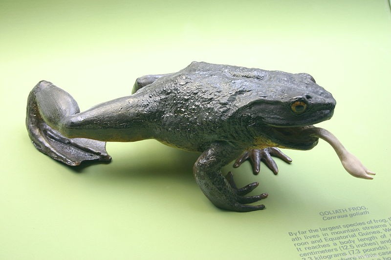 Největší žába na světě – Práce s obrovskou goliášskou žábou