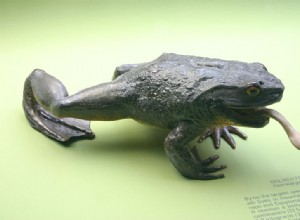 세계에서 가장 큰 개구리 – 거대한 골리앗 개구리와 협력