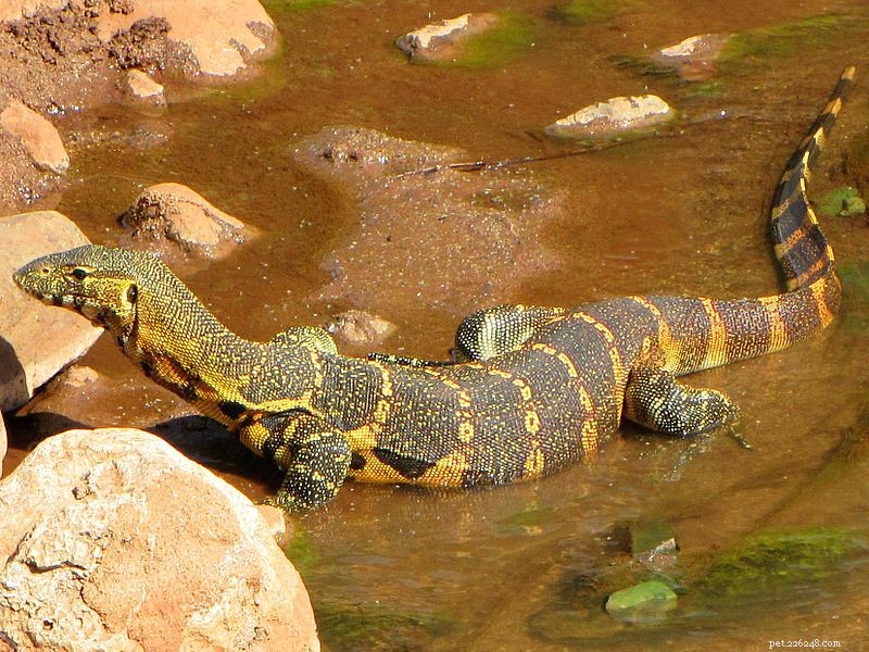 Monitorar os cuidados com os lagartos, história natural e comportamento – uma visão geral