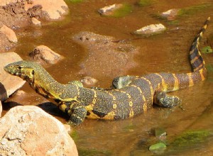 Monitorar os cuidados com os lagartos, história natural e comportamento – uma visão geral