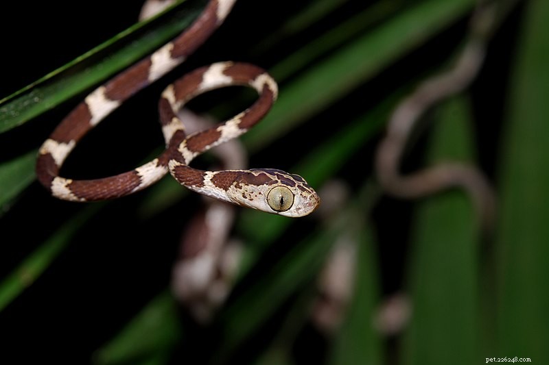 Nuova specie di rettili e anfibi del 2012:serpenti, rane e lucertole, qual è la tua preferita?
