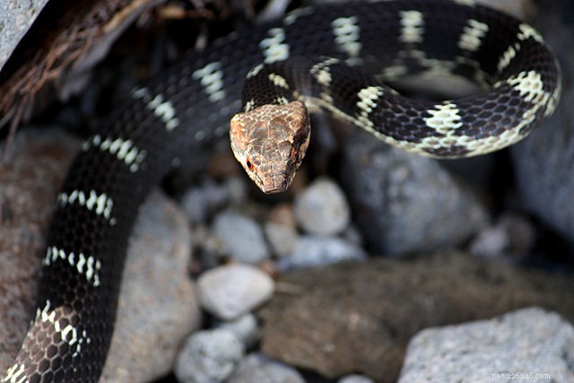 St. Lucia Racer, le serpent le plus rare au monde (population 11) est redécouverte