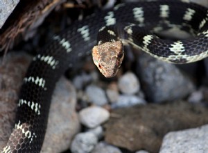 세인트. 세계에서 가장 희귀한 뱀, Lucia Racer(인구 11명) 재발견