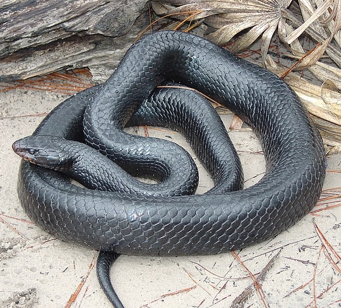 Conservação da Serpente em 2013 – Começa o “Ano da Serpente”