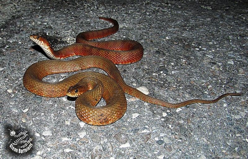 Conservation des serpents en 2013 – L « Année du serpent » commence