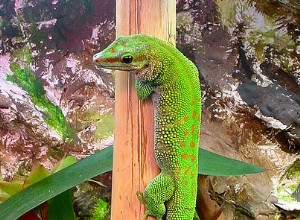 Day Gecko Care - Terrariumopstelling en de beste benodigdheden