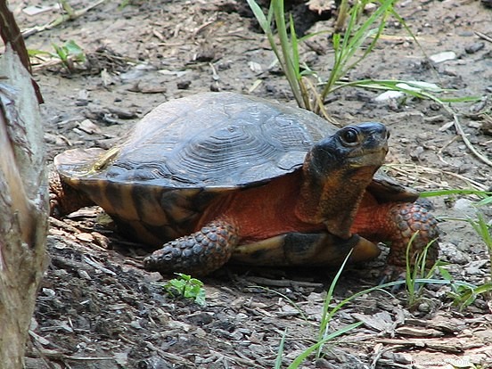 Hur man tar hand om amerikanska skogssköldpaddor (med anteckningar om naturhistoria)