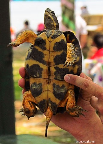 Hur man tar hand om amerikanska skogssköldpaddor (med anteckningar om naturhistoria)