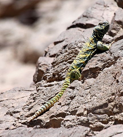A melhor dieta para lagartos Uromastyx – os pensamentos de um herpetologista