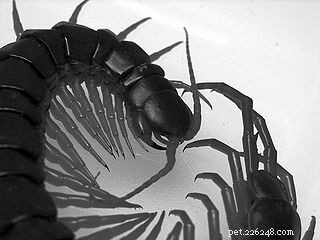 Centipedi giganti:le mie esperienze con morsi di centopiedi e comportamento