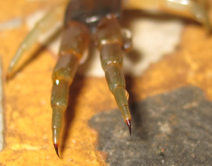Centipedi giganti:le mie esperienze con morsi di centopiedi e comportamento