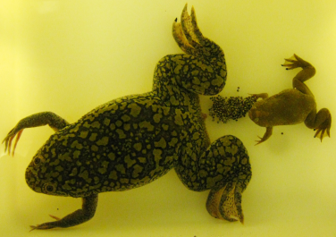 애완 개구리 – 어린이와 처음 키우는 사람을 위한 최고의 종