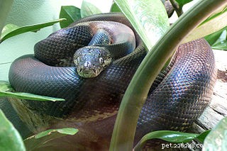 Giftige pythons? – Slachtoffers van slangenbeten profiteren van nieuw onderzoek