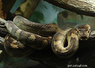 Venomous Pythons? – Snakebite Victims drar nytta av ny forskning