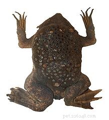 Fakta o žábách, přírodní historie a chování – poznámky o obojživelných mazlíčcích