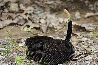 Doença fúngica de cobra – conservacionistas temem epidemia de doenças emergentes