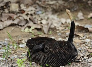 Doença fúngica de cobra – conservacionistas temem epidemia de doenças emergentes