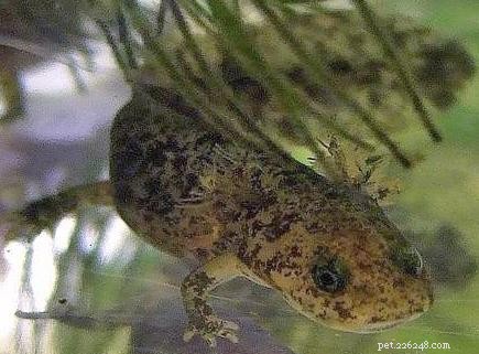 Salamander och cellförnyelse – hur växer de lemmar igen?