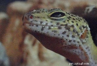 Péče o leopardí gekony – ideální terárium pro gekony – myšlenky správce zoo
