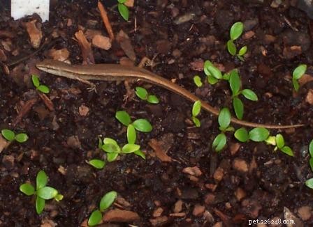 Skinks surpreendem os pesquisadores – bebês lagartos nascem cedo quando perturbados