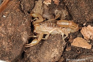 Scorpions Surprise Biologists – New Scorpion Arts near Tucson and In the Andes