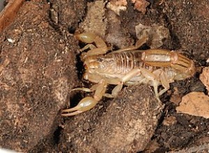 Scorpions Surprise Biologists – Nouvelle espèce de scorpion près de Tucson et dans les Andes