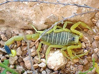Scorpions Surprise Biology – Nový druh Scorpionů poblíž Tucsonu a v Andách