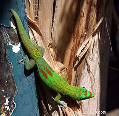 Geckos in the Terrarium – Feeding Day Geckos