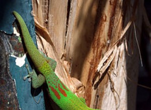 Gekoni v teráriu – Den krmení gekonů