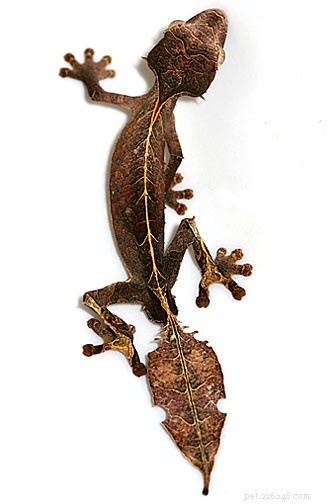 Geckos – Installera ett terrarium, geckotillbehör och Gecko-fakta