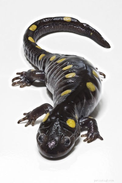 Amfibieën als huisdier – gewone kikkers, padden en salamanders van de VS