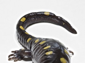 Amfibier som husdjur – vanliga grodor, paddor och salamandrar i USA
