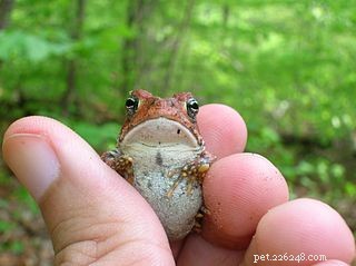 애완용 양서류 – 미국의 일반 개구리, 두꺼비 및 도롱뇽 