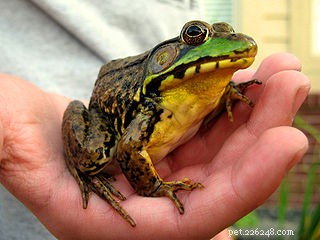 Земноводные как домашние животные – обыкновенные лягушки, жабы и саламандры в США