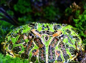 Grenouilles cornues comme animaux de compagnie – Concevoir un terrarium idéal pour les  grenouilles Pac Man 