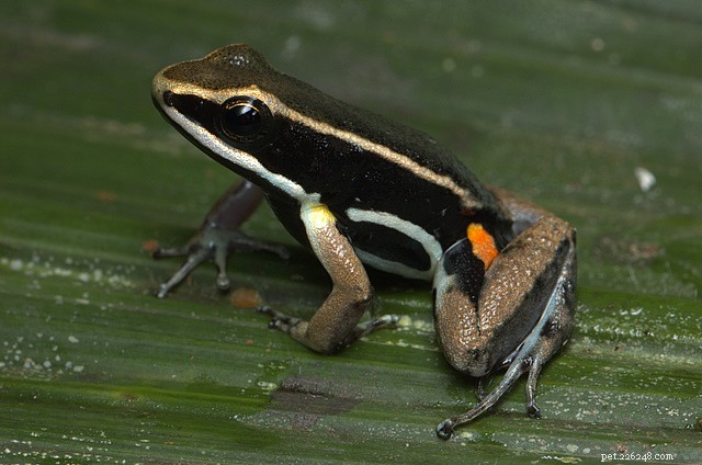 Nuova specie:la rana velenosa abita un  mondo perduto  nella foresta pluviale della Guyana