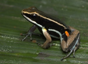 Nový druh – Poison Frog obývá „Ztracený svět“ v deštném pralese Guayany