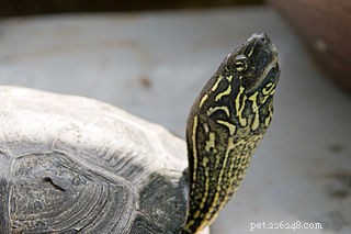 Reeve s Turtle:perfette tartarughe da compagnia per i fan di Slider dalle orecchie rosse