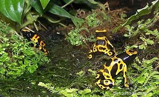 Poison Frogs – Sapbaggar som alternativ mat för små grodor
