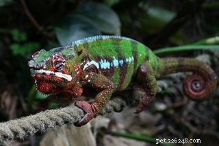 Kameleonvårdstips från en herpetolog – Panther Chameleons as Pets