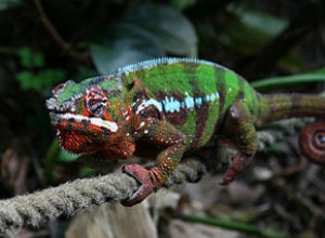 Kameleonvårdstips från en herpetolog – Panther Chameleons as Pets