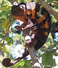 Tipy pro péči o chameleona od herpetologa – Panther Chameleoni jako domácí mazlíčci