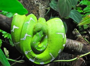 Emerald Tree Boas in the Wild – Applicing Natural History to Pet Care