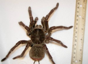 타란툴라 거미 관리 및 습관 – 애완용 독거미를 키우는 사람들을 위한 유용한 정보