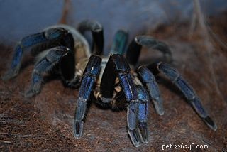 타란툴라 거미 관리 및 습관 – 애완용 독거미를 키우는 사람들을 위한 유용한 정보