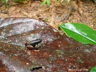 Péče o mantelly – chov madagaskarských jedovatých žab v teráriu